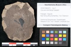 Foto (Objekt + Etikett) von Araucaria sternbergii Goeppert (NHMW-GEO-2024-0188-8276)